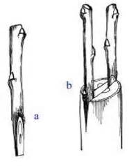 Schéma: Anglická kopulácia pri vrúbľovaní, znázorňujúca spájanie podpníka a vrúbľa