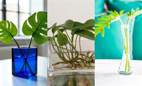 Kolekcia rôznych rastlinných odrezkov zakoreňujúcich vo vode a substráte