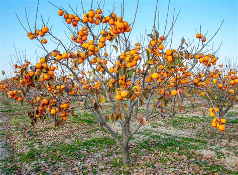 Tematická fotografia: veľký ovocný strom s obnaženým koreňovým balom pripravený na presadenie