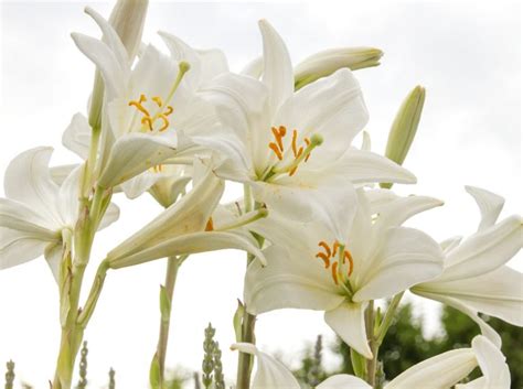 Detailná ilustrácia kvetu bielej ľalie symbolizujúca čistotu a nevinnosť