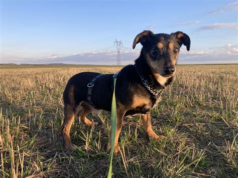fotografia psíka Easynka na mieste Farmy