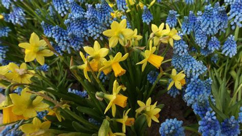 Fotografia: Parapet s jarnými kvetmi ako narcisy a hyacinty
