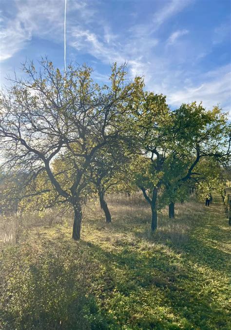 Fotografia internetového obchodu s ovocnými stromami