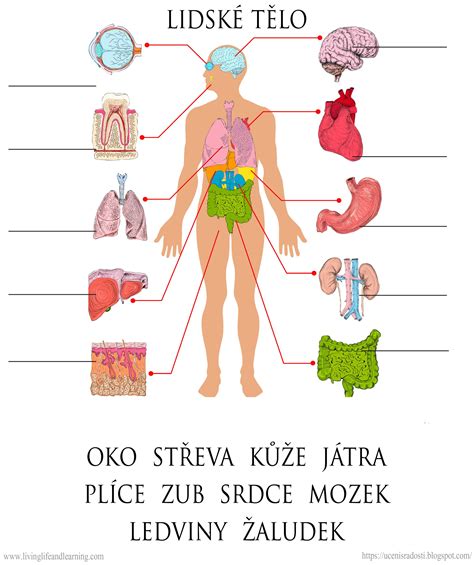 schéma ľudského tela s vyznačenými miestami pomazania
