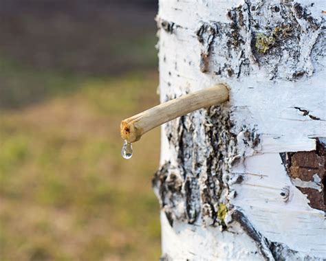 Foto anjelských krídel z brezovej kôry