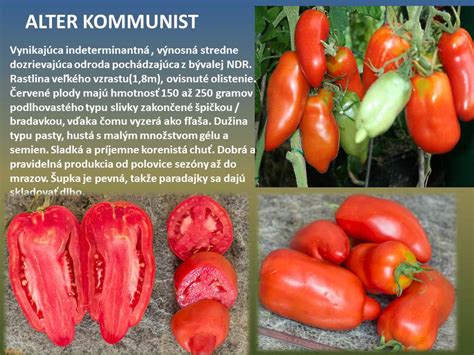 fotografia zelenej odrody paradajok, ktorá je zrelá