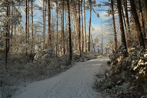 Zimná krajina so zasneženými stromami a cestou