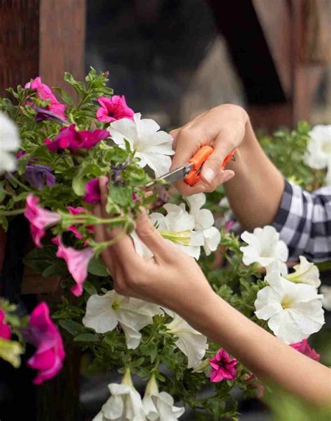 Tematické foto eustomy v črepníku a ako rezané kvety v kytici