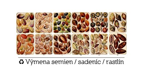 Schéma klíčenia semien eustomy alebo predpestovaných sadeníc