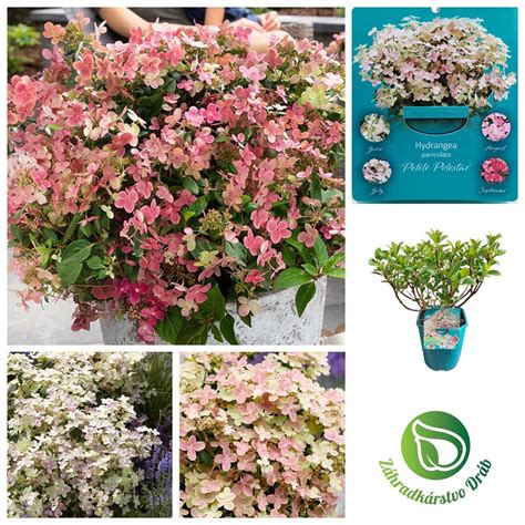 schéma výberu svadobných kvetov podľa ročného obdobia