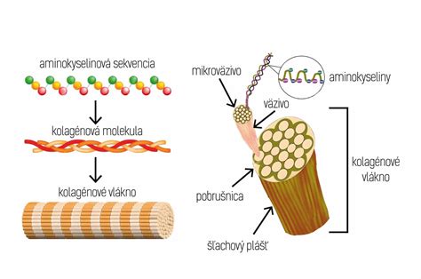 Schéma znázorňujúca pôsobenie biotechnologických peptidov na regeneráciu kolagénových vlákien v pokožke