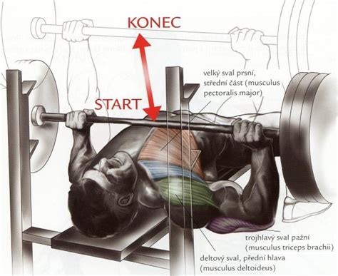 Ilustrácia správneho prevedenia bench pressu s veľkou činkou