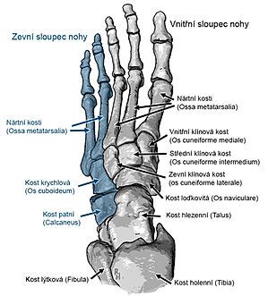 schéma anatomie nohy s vyznačenými problémovými oblasťami