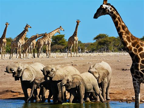 Fotografia safari v Tanzánii