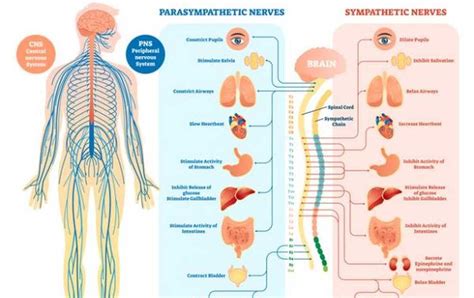 diagram zobrazujúci vplyv traumy na mozog a nervový systém
