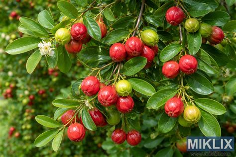 Detailná fotografia plodov a kvetov Calamondinu na strome
