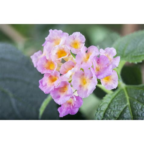 Detailná schéma starostlivosti o rôzne druhy črepníkových rastlín