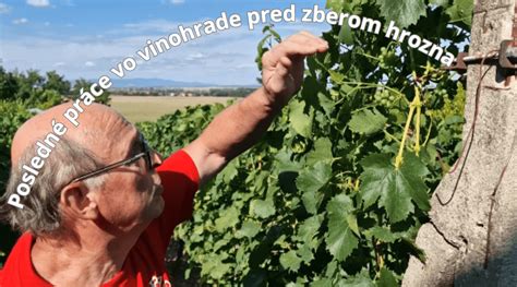 Fotografia zmrznutého hrozna v zimnom vinohrade pred zberom