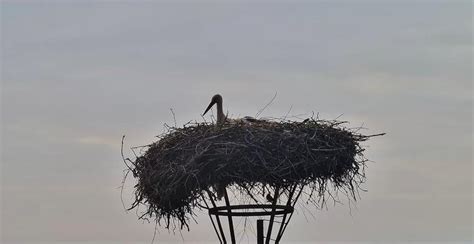 Tematická fotografia svadobného obradu vonku na farme Bocianie hniezdo