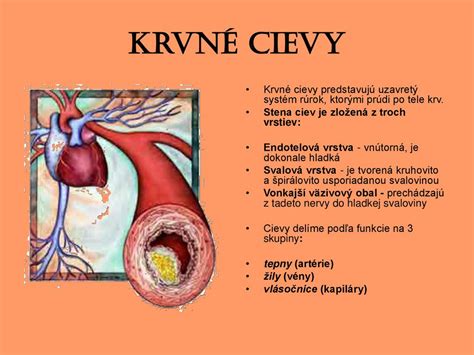 infografika s benefitmi cvikle na srdce, cievy, mozog a imunitu