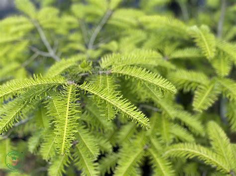 Ilustračná fotografia jedle bielej v prírodnom prostredí