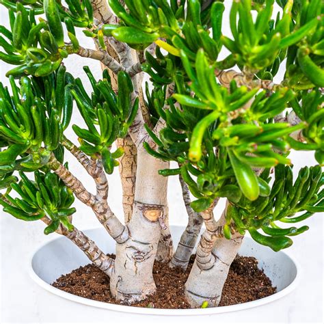 Detail bonsaja z tučnolistu (Crassula ovata) s detailom kmeňa a koruny