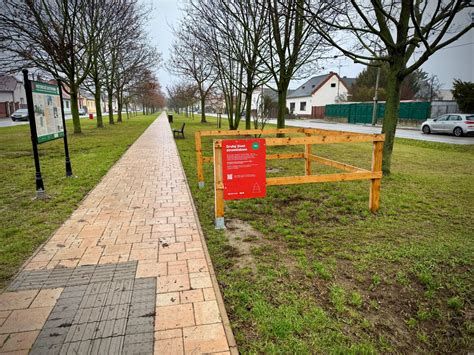 Tematické foto: Rôzne typy drevených vianočných stromčekov v interiéri so svetielkami