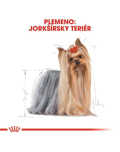 schéma vývoja sfarbenia srsti jorkšírskeho teriéra od šteniatka po dospelého jedinca