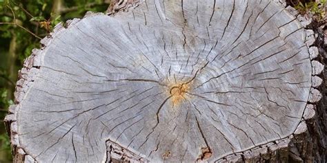 Foto detí maľujúcich na obalený kmeň stromu v záhrade