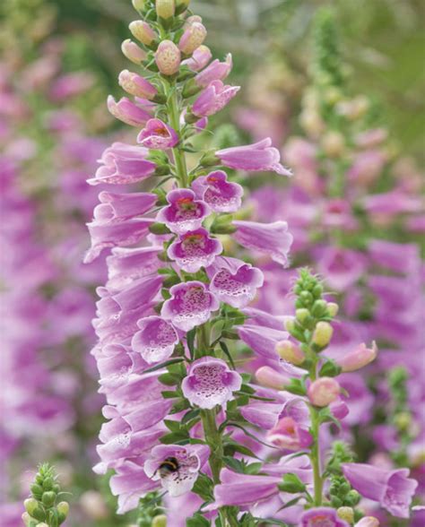 náprstník ako súčasť kvetinovej výzdoby