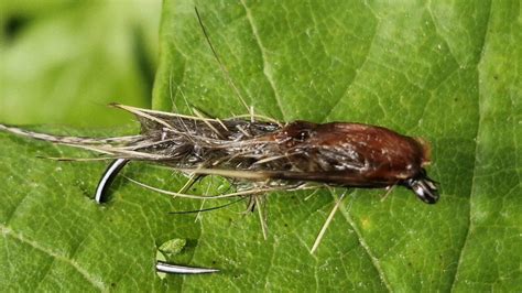 Pár šnorchlujúci v krištáľovo čistej vode pri Zanzibare