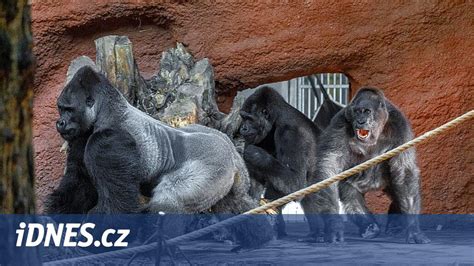 Rodina v ZOO s vianočnou výzdobou