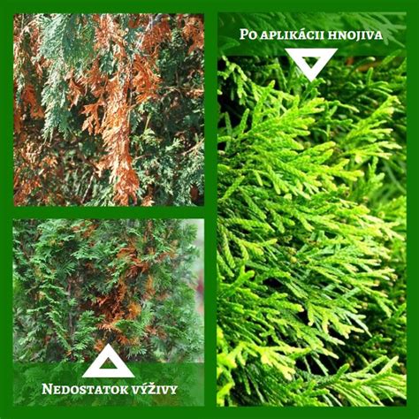 Detailná fotografia rôznych druhov ihličnanov vhodných na aranžovanie