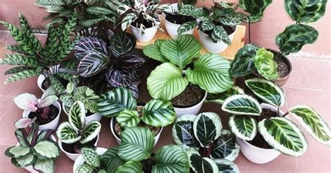 izbové rastliny pre moderný interiér