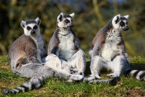 Scéna z ostrova Madagaskar, kde sa hlavní hrdinovia stretávajú s lemurmi