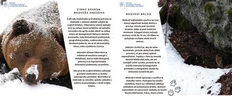 infografika znázorňujúca sezónne zloženie stravy medveďa hnedého (jar: byliny, leto: bobuľové ovocie, jeseň: tukové zásoby)