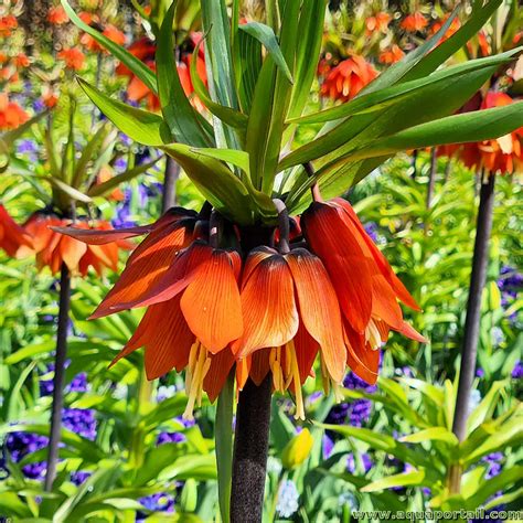 Fotografia cisárskej koruny (Fritillaria imperialis) s oranžovými kvetmi