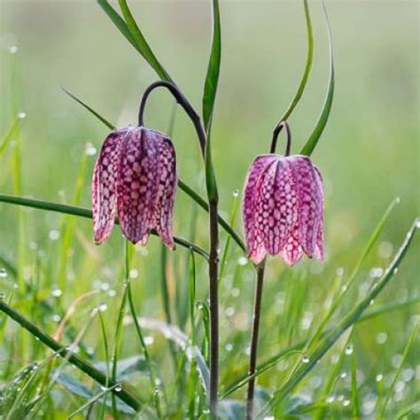Fotografia korunkovky kockovanej (Fritillaria meleagris)