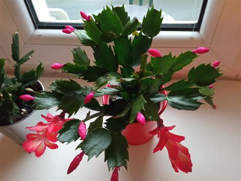 Detail kropenia vianočného kaktusu