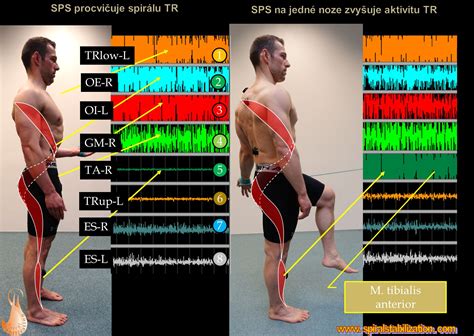 Vizualizácia rozdelenia svalových partií pri typickom split tréningu