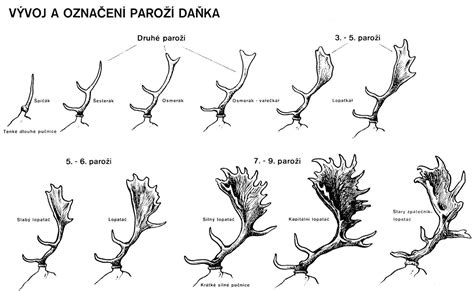 Schéma vývoja parožia jeleňa a rôzne typy paroží