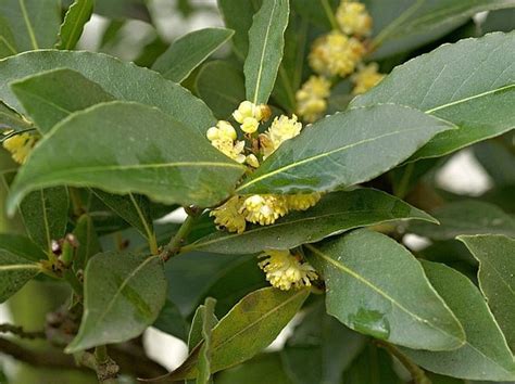 Fotografia: Vavrín vznešený (Laurus nobilis) - listy a kvety
