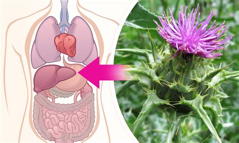 Infografika zobrazujúca účinky aktívneho uhlia, pestreca mariánskeho a elektrolytov na regeneráciu organizmu.