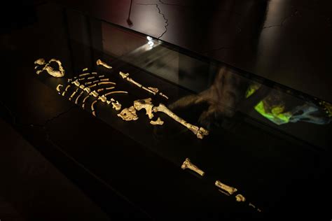 fotografia pravekej skrčenej kostry v hrobe