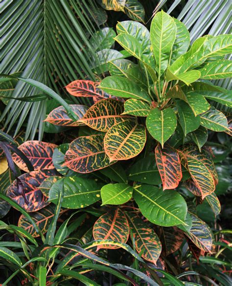 Fotografia jesenného lesa s farebnými listami