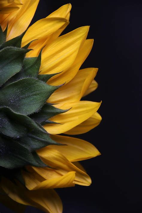 Makro fotografia klíčiaceho semienka