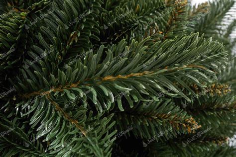 Detail tmavozelených ihličiek jedle