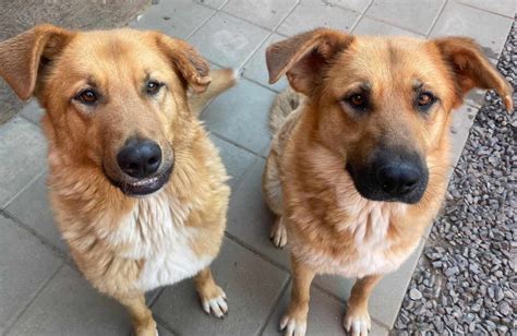 roztomilé psíky v snehovom prostredí s vianočnými motívmi, pomáhajúce Santovi