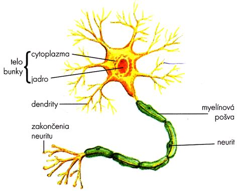 Štruktúra neurónu s dendritmi, telom a axónom obaleným myelínovou pošvou
