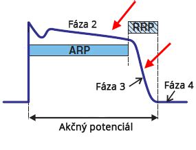 Diagram akčného potenciálu s fázami depolarizácie a repolarizácie